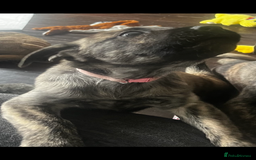 Mixed Breed dogs for sale: Zena Husky/canecorso mix🩷 - Image 2