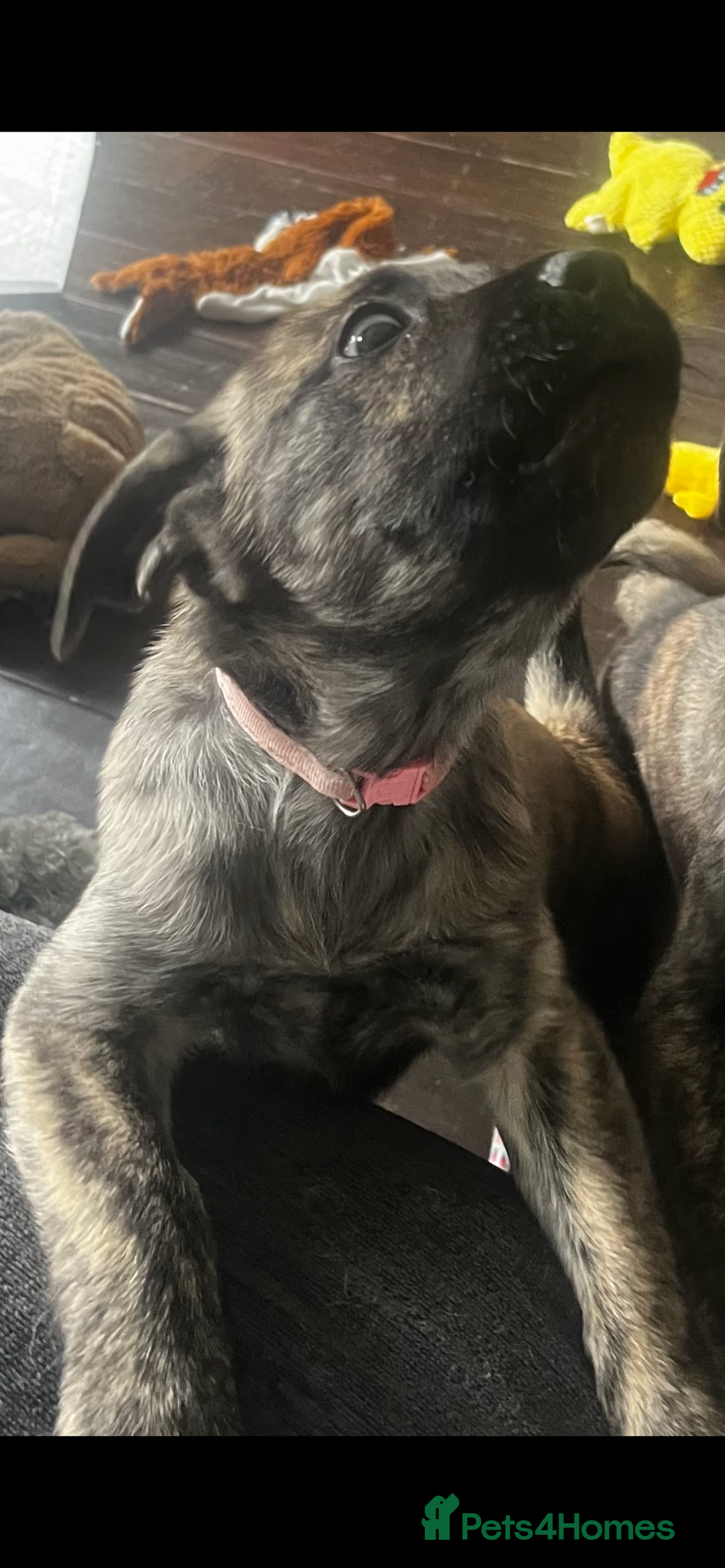 Mixed Breed dogs for sale: Zena Husky/canecorso mix🩷 - Image 2