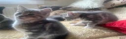 Mixed Breed cats for sale: For Sale Seven Georgeous Kittens - Advert 20