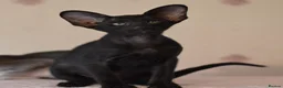 Oriental cats for sale: Tica Oriental kittens for reservation - Advert 14