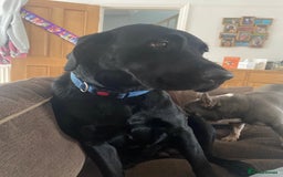Labrador Retriever dogs for sale: 3 year old labrador for sale - Image 3