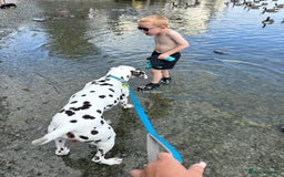 Dalmatian dogs for sale: Looking to rehome my Dalmation male  - Image 5