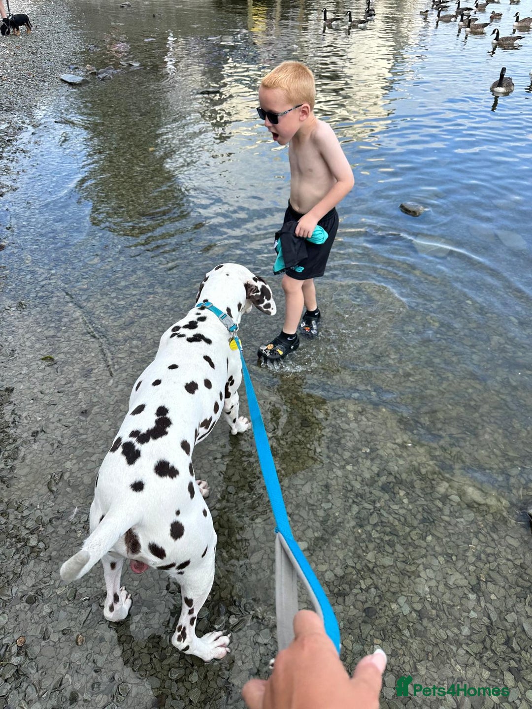 Dalmatian dogs for sale: Looking to rehome my Dalmation male  - Image 5