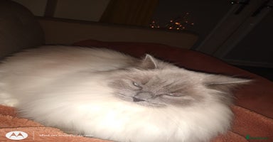 Ragdoll cats ragdoll in Sandy - Advert 4