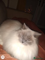 Ragdoll cats ragdoll in Sandy - Advert 4