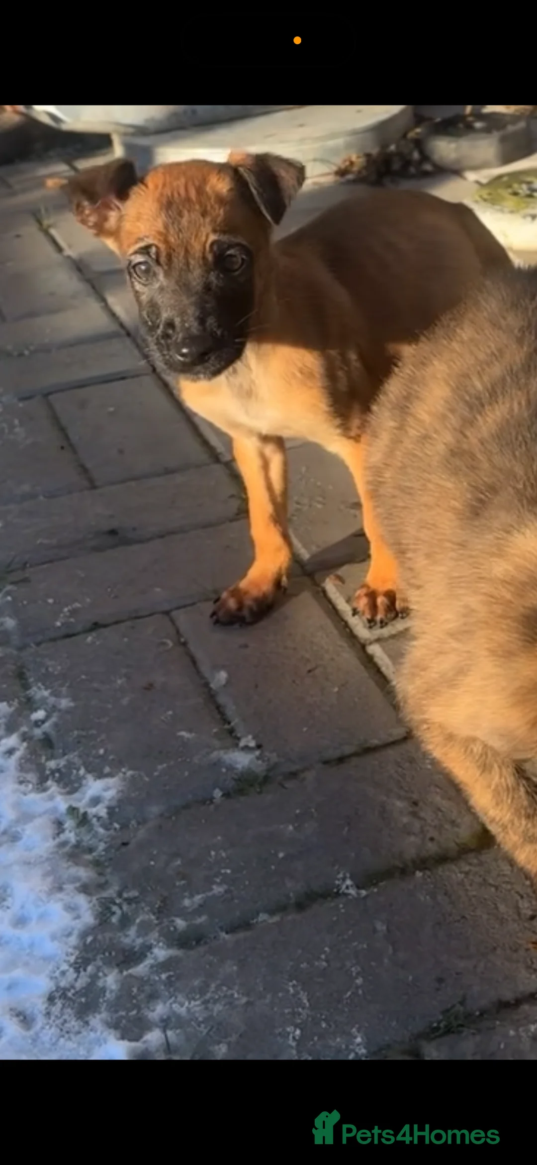 Mixed Breed dogs for sale: Dutch herder x Belgium malinois  - Advert 8