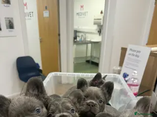 French Bulldog dogs Lilac and tan fluffy French bulldogs - Advert 7