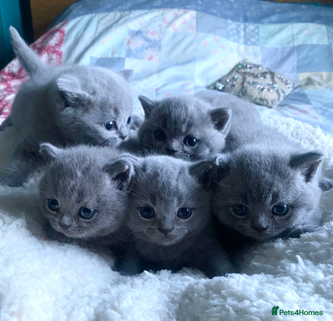 British Shorthair cats for sale: British Shorthair Blue male Kittens - Image 3