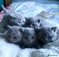 British Shorthair cats - Advert 10