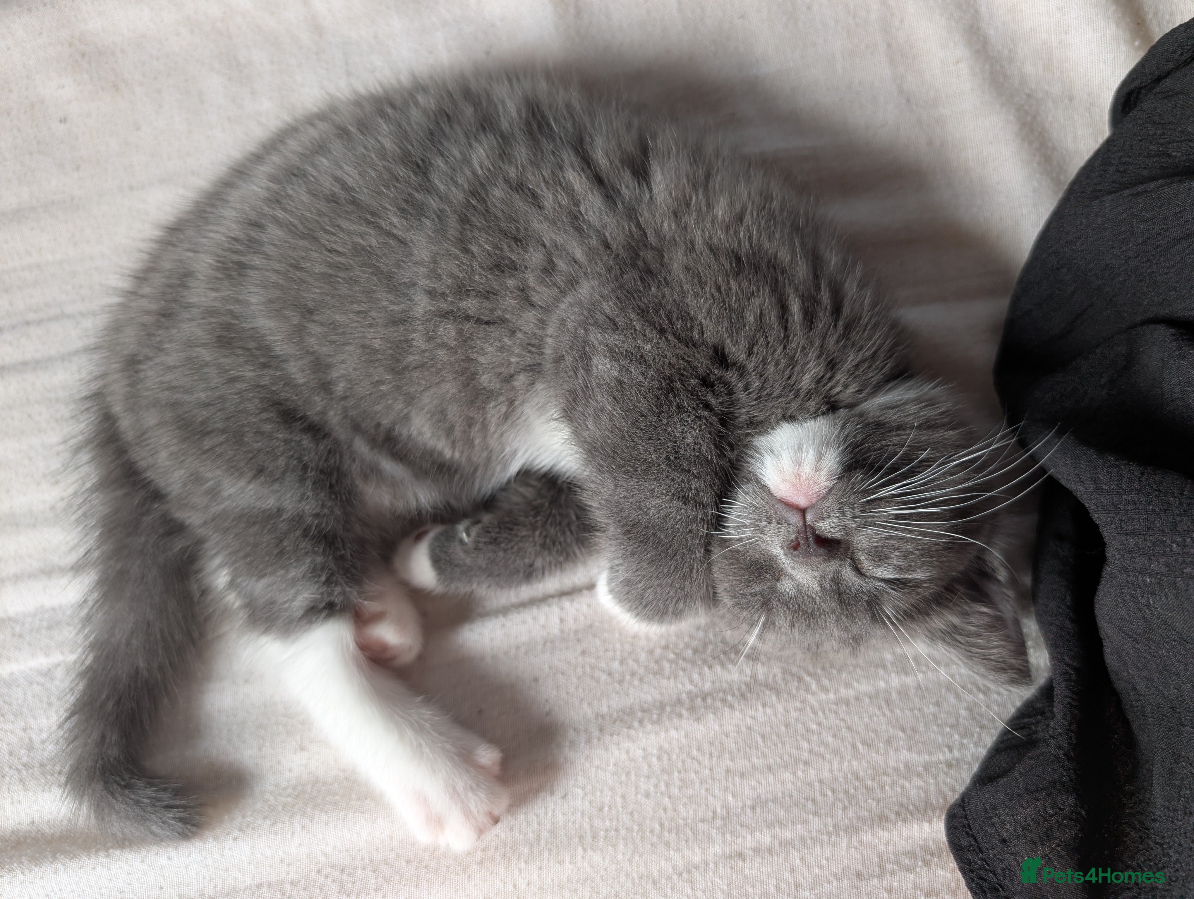 Mixed Breed cats Grey and white kittens for sale - Advert 1