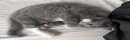Mixed Breed cats for sale: Grey and white kittens for sale - Advert 1