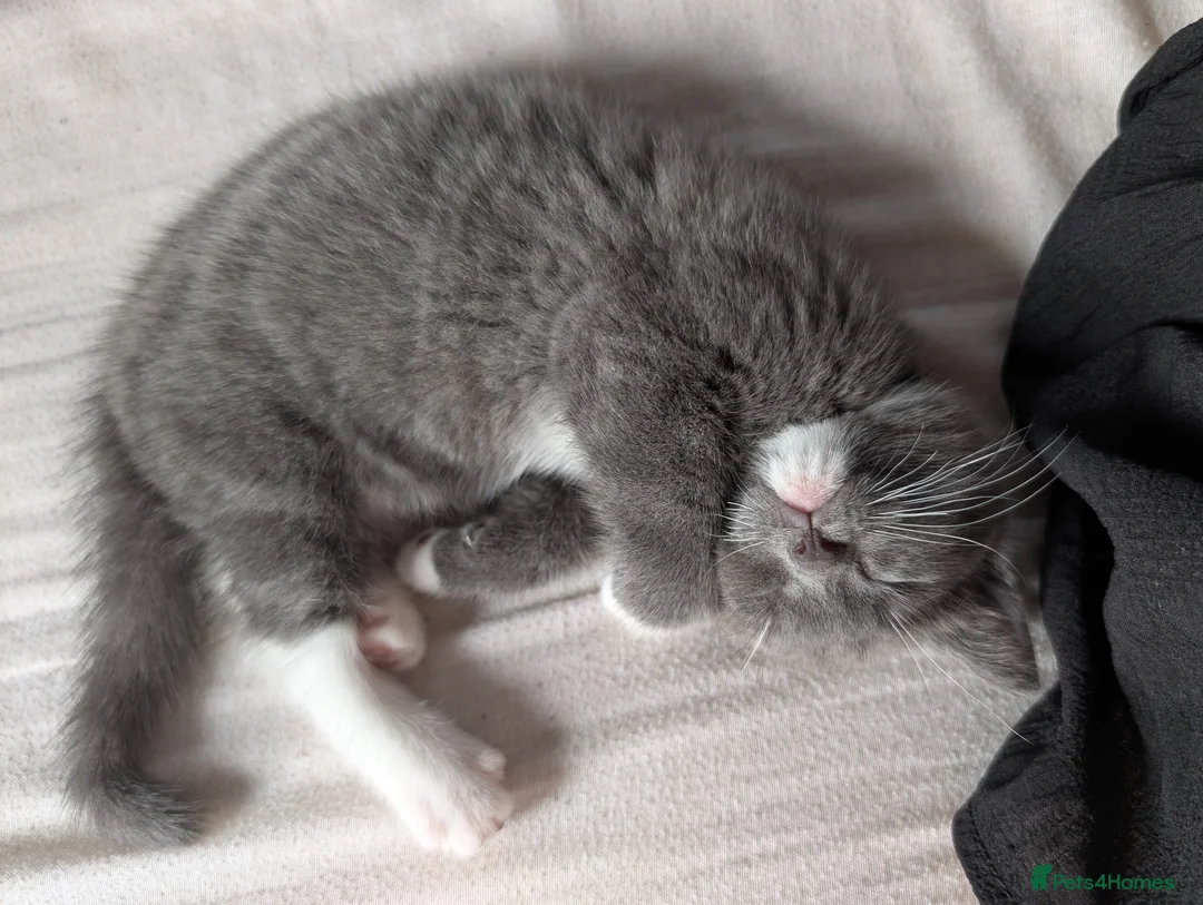 Mixed Breed cats for sale: Grey and white kittens for sale - Advert 1