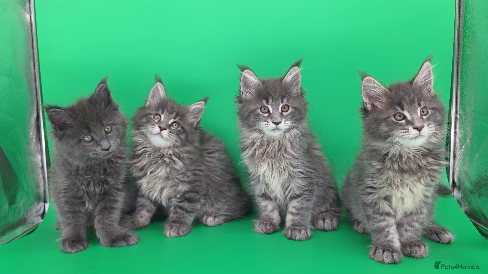 Maine Coon cats Tica Ready now beautiful Maine Coon kittens  - Advert 6