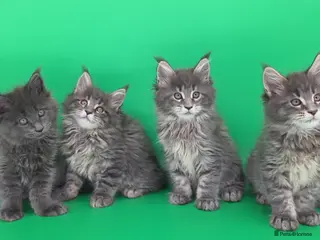 Maine Coon cats Tica Ready now beautiful Maine Coon kittens - Advert 6