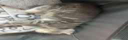 Mixed Breed cats for sale: 1 female grey kitten - Advert 3