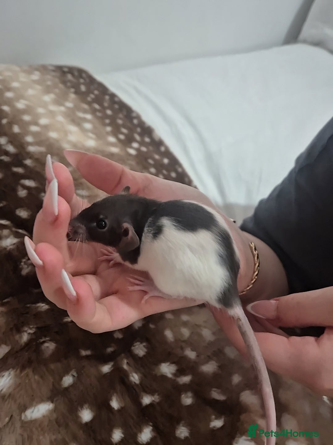 Rat rodents for sale: Baby rats 1 litter available now - Advert 6