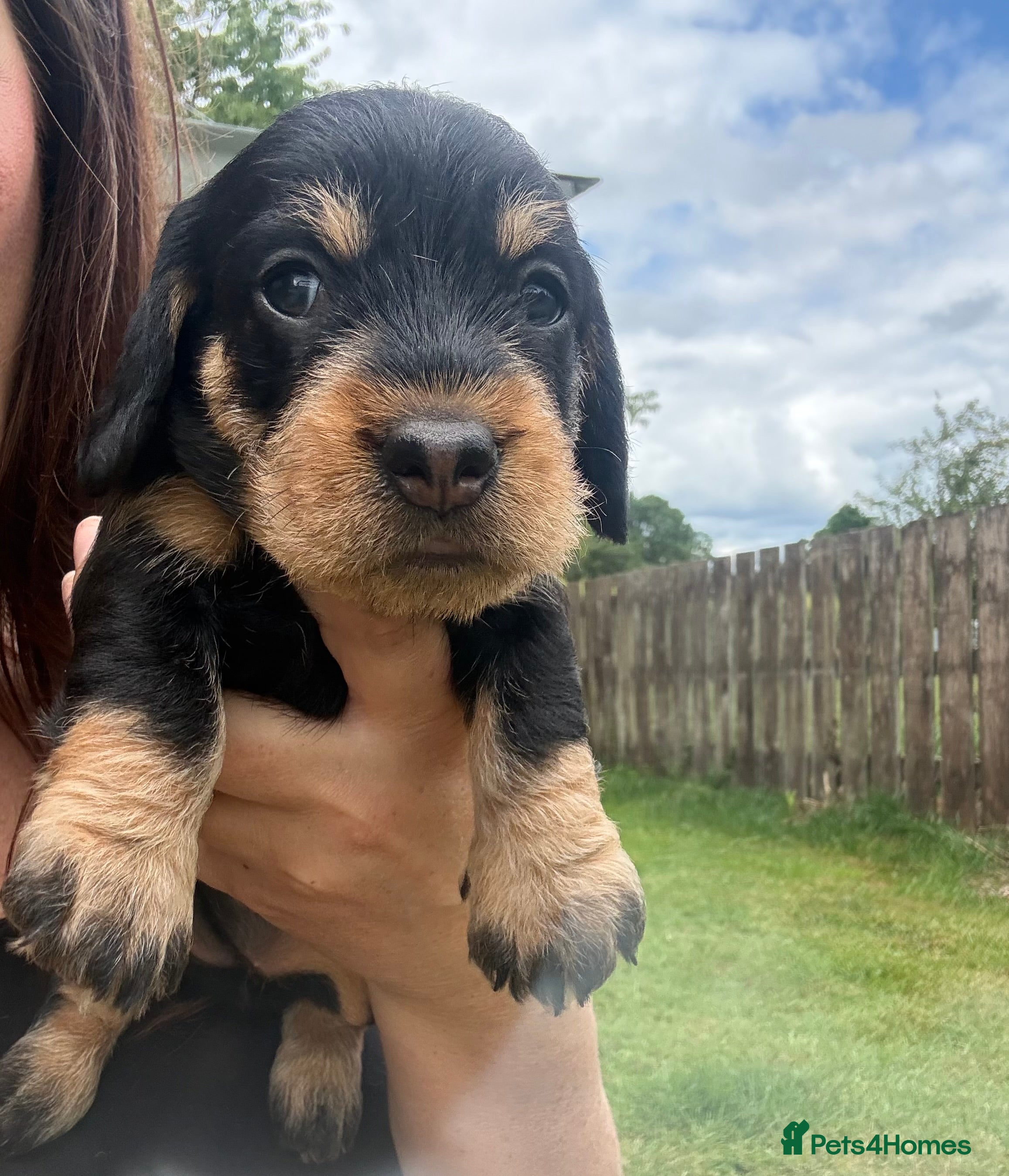 Dachshund dogs KC Registered wirehaired dachshund teckel puppies - Advert 2