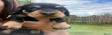 Dachshund 6
