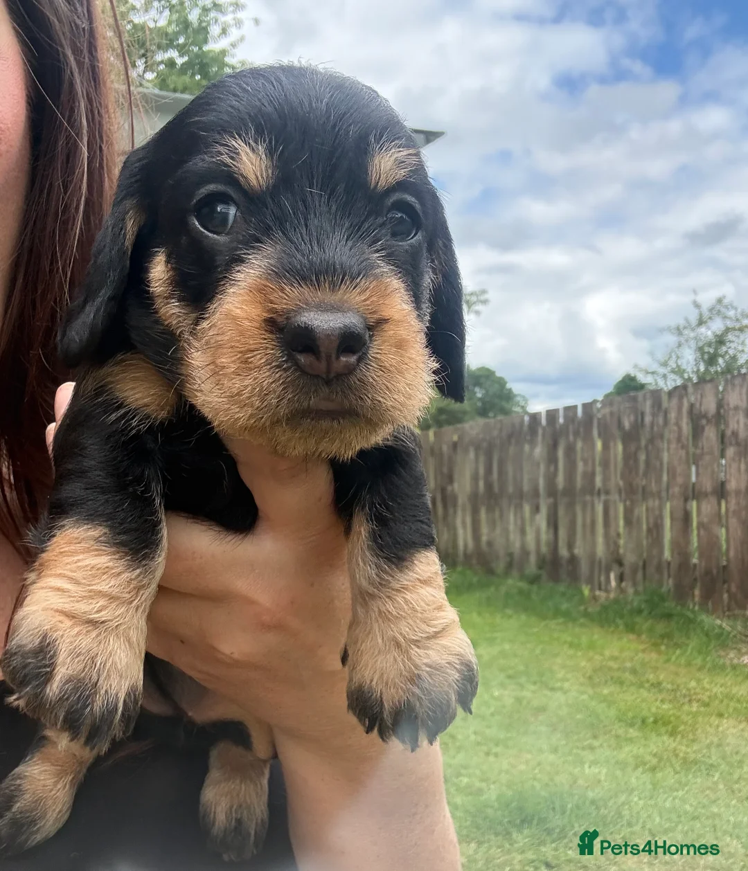 Dachshund dogs for sale: KC Registered wirehaired dachshund teckel puppies - Advert 15
