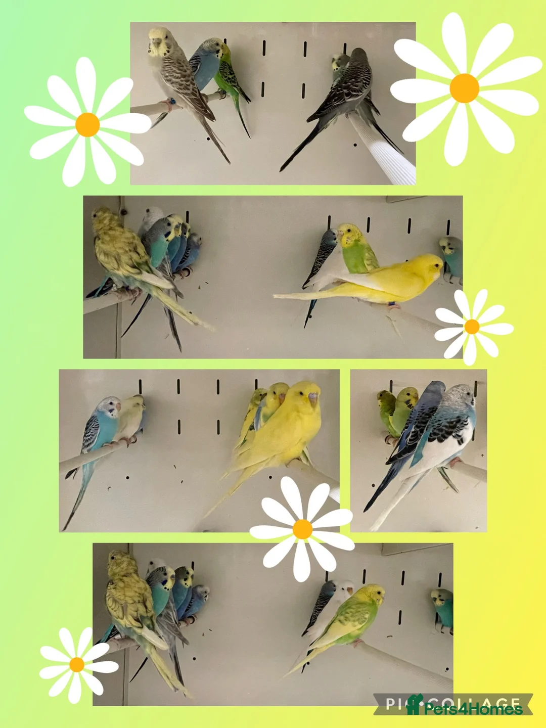 Budgerigars birds for sale: Baby budgies - Advert 1