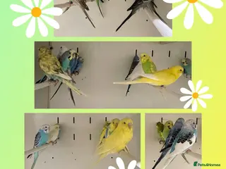 Budgerigars birds for sale: Budgies - Advert 2