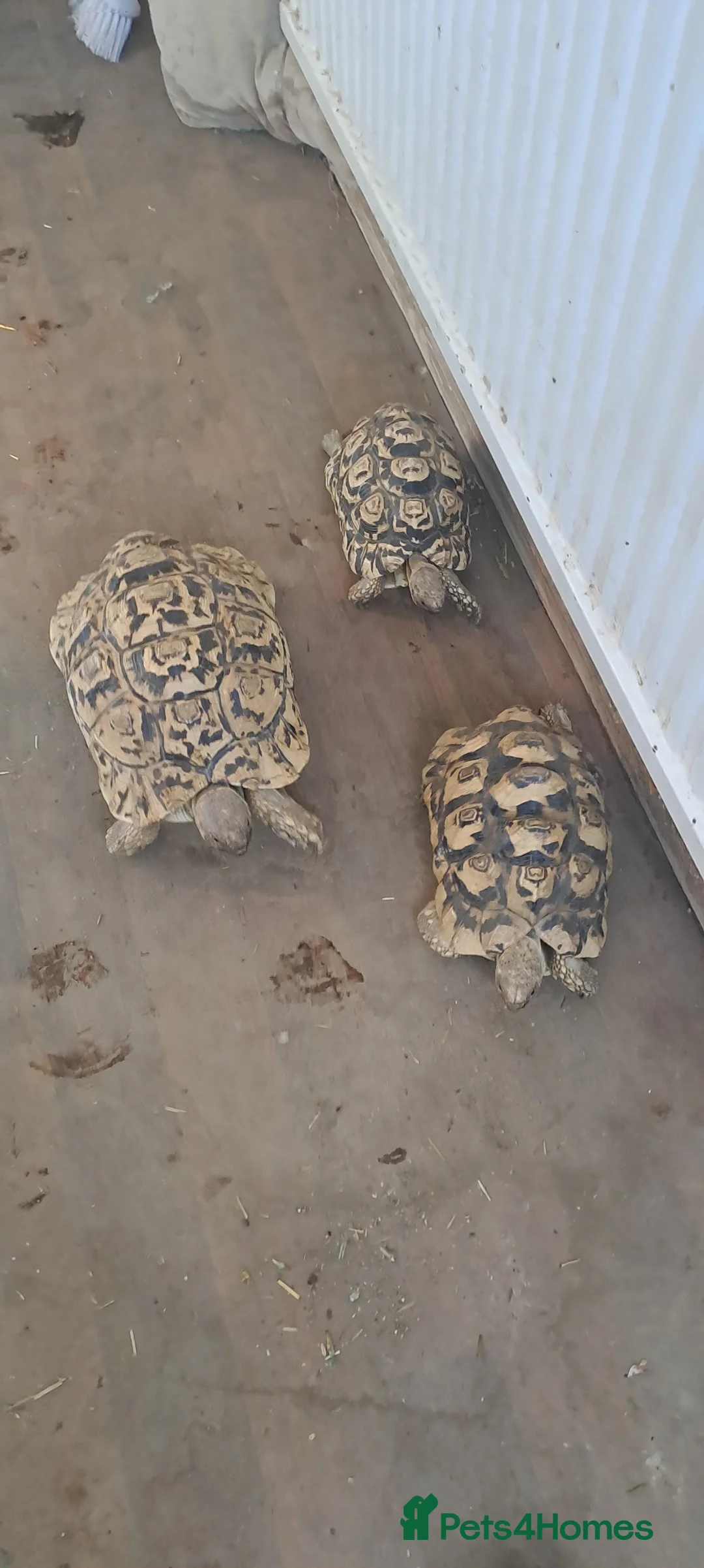 Tortoise reptiles for sale: Leopards Tortoise group  x 3 - Advert 1