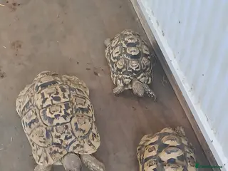 Tortoise reptiles Leopards Tortoise group x 3 - Advert 1