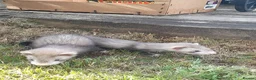 Ferret rodents for sale: Ferret kits 5 silver and white jills - Advert 9