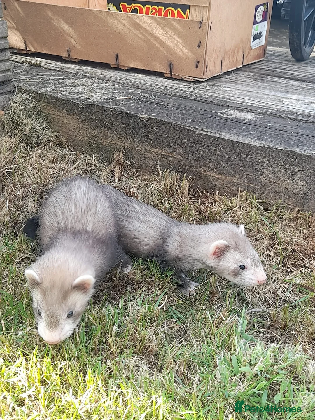 Ferret rodents for sale: Ferret kits 5 silver and white jills - Advert 9