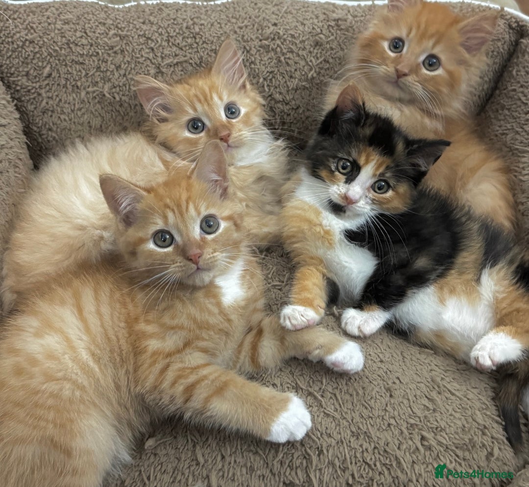 Mixed Breed cats for sale: GORGEOUS SIBERIAN X KITTENS  - Image 17