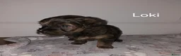Yorkiepoo dogs for sale: Yorkiepoo puppies for sale - Advert 9
