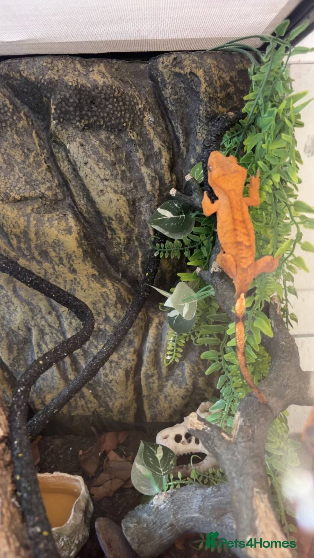Gecko reptiles for sale: Crested gecko - orange female 🦎🍑 - Advert 1