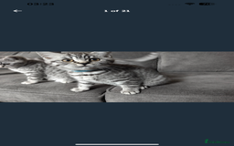 British Shorthair cats for sale: BSH Male Tripod Kitten  - Image 4