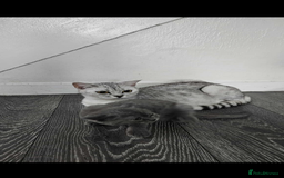 British Shorthair cats for sale: Female British short hair  - Image 4