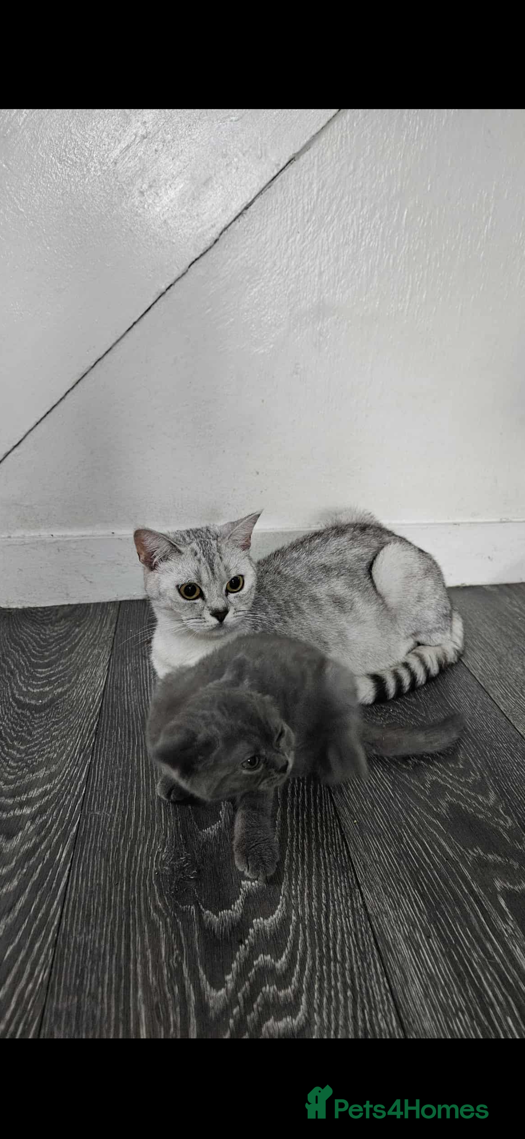 British Shorthair cats for sale: Female British short hair  - Image 4