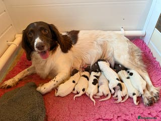 English Springer Spaniel dogs Health tested Springer Spaniel puppiespuppies - Advert 1