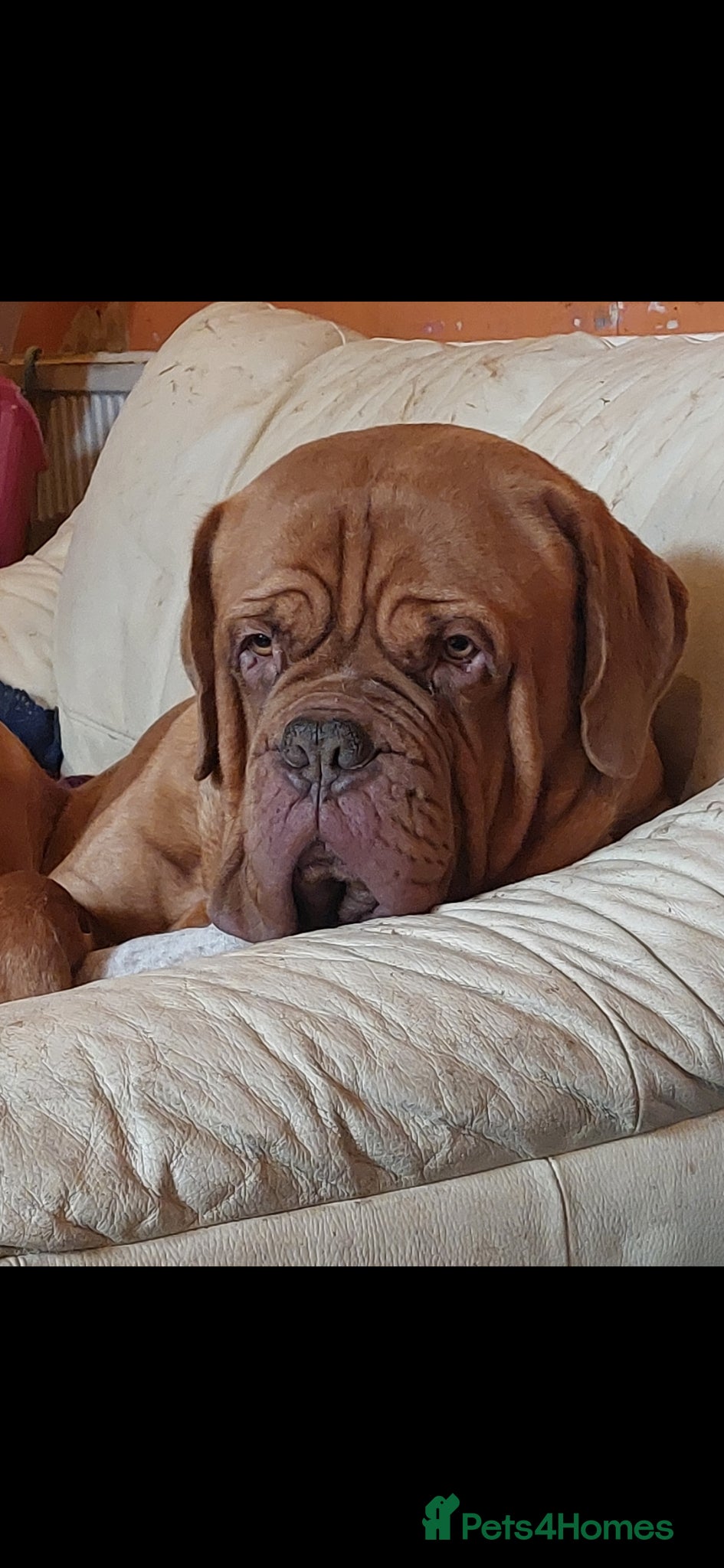 Dogue De Bordeaux dogs Dogue de bordeaux 4.5 years male - Advert 1