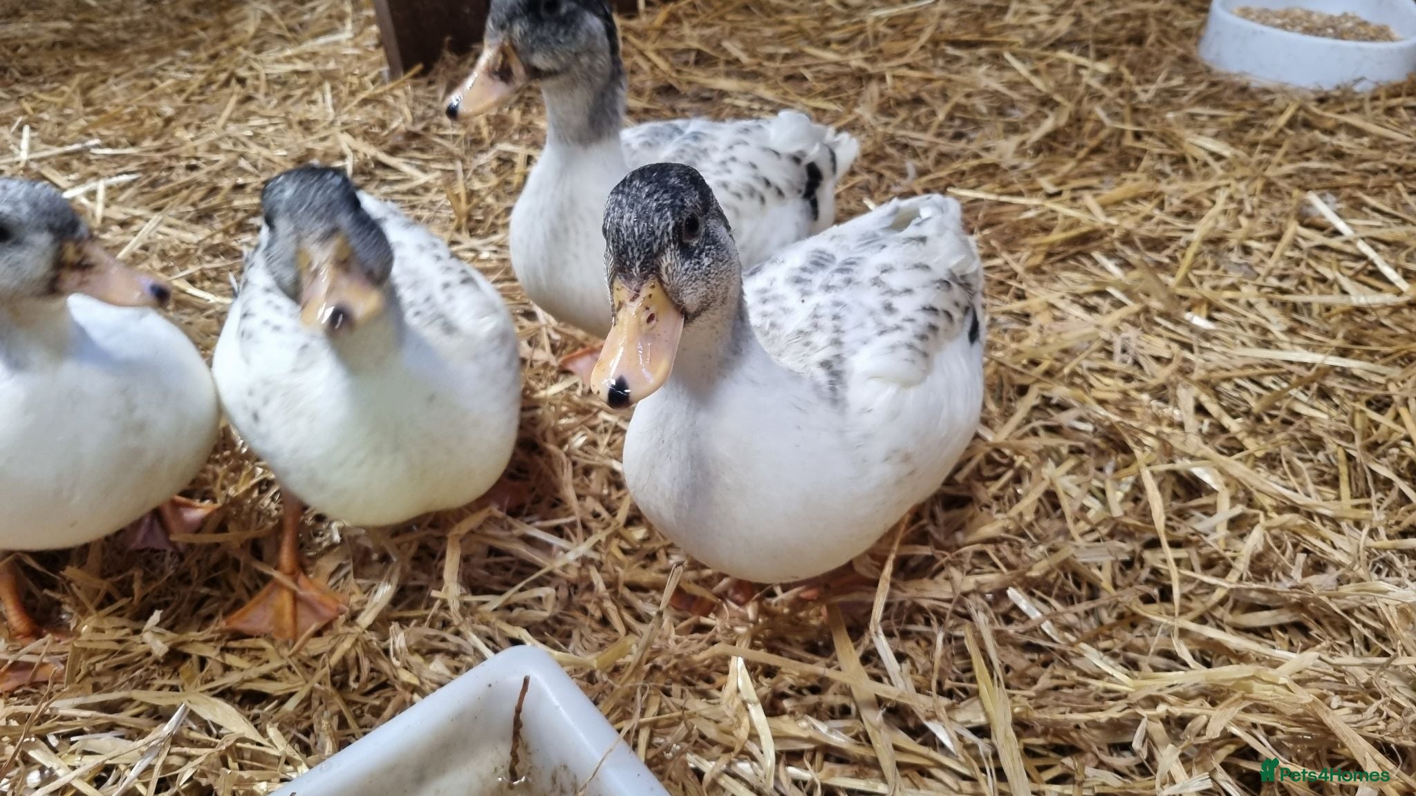 Ducks poultry Silver Call duckling trio - Advert 1