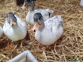Ducks poultry Silver Call duckling trio - Advert 4