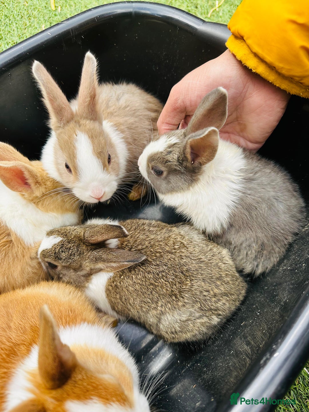 Dutch rabbits for sale: PURE BREED DUTCH BABY RABBITS £35 - Image 4