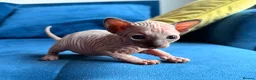 Sphynx cats for sale: Stunning blue sphinx kittens  - Advert 17