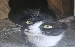 Domestic Shorthair cats for sale: Litter of 4 kittens - Image 4
