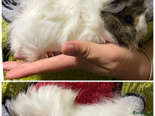 Guinea Pig rodents Baby sow girl guinea pigs - Advert 1