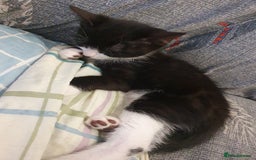 Mixed Breed cats for sale: Kittens for sale - Image 4