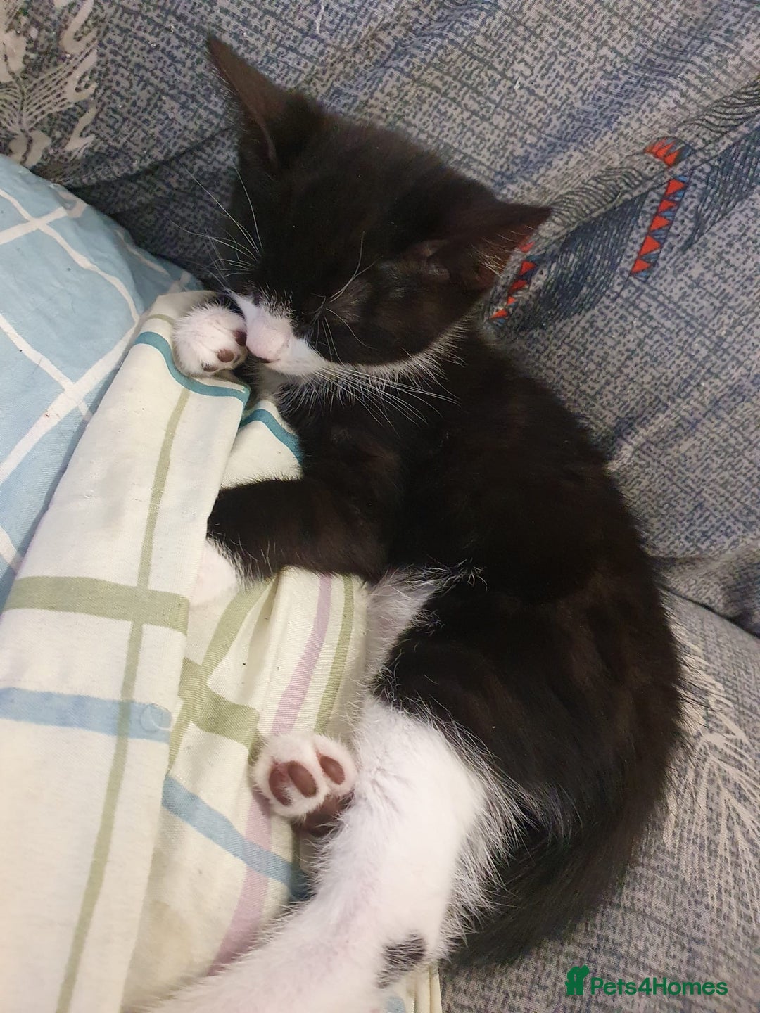 Mixed Breed cats for sale: Kittens for sale - Image 4