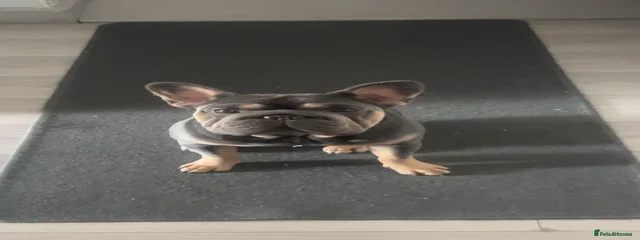 Pedro