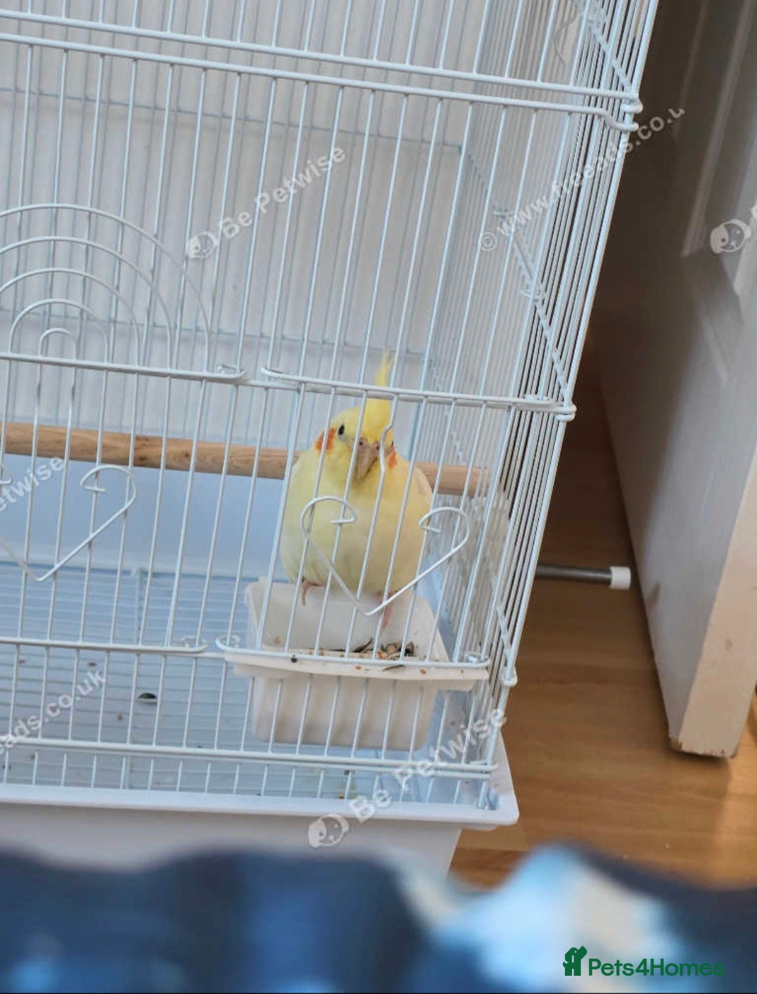 Cockatiels birds for sale: Beautiful Cockatiel - Advert 3