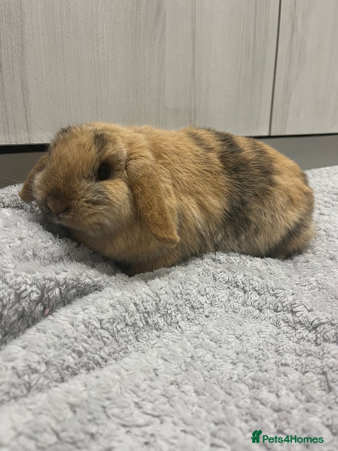Mini Lop rabbits for sale: Beautiful Golden Harlequin Doe - Advert 2