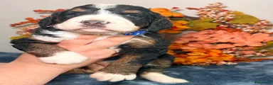 Bernedoodle 1