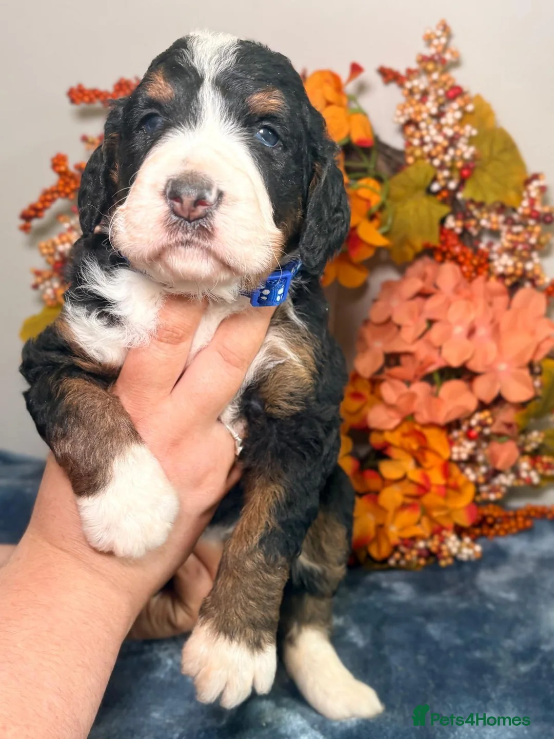 Bernedoodle dogs for sale: F1 tri-color bernedoodle pups - Advert 19